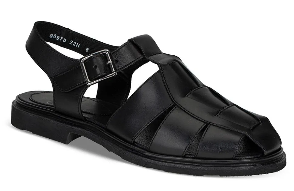 Iberis 164612-00